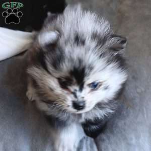 Baby Boy, Pomeranian Puppy